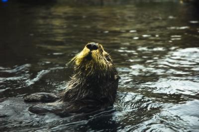 Sea Otter