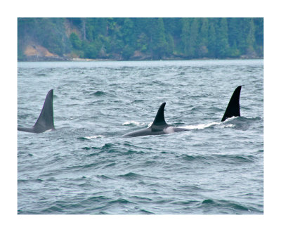 Whale Watching in British Columbia