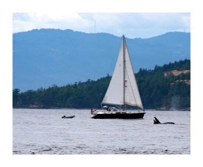 Whale Watching Vancouver BC 028.jpg