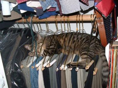 cat hangers