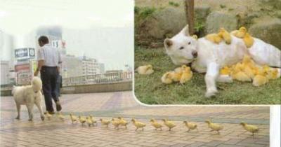 dog- ducks