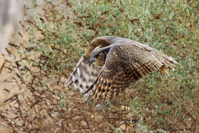 Great Horned Owl