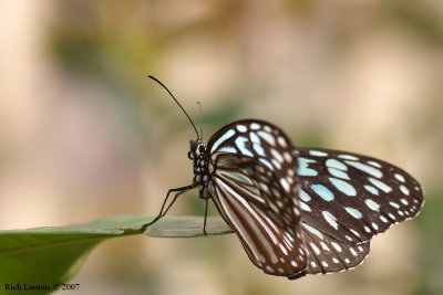 Blue Glassy Tiger Butterfly (Ideopsis vulgaris macrina)