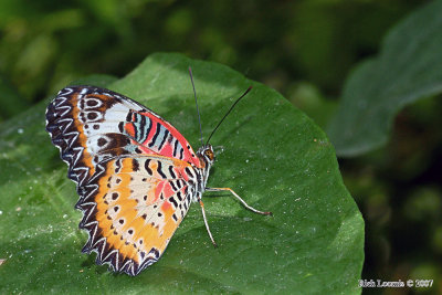 Red Lacewing Butterfly (Cethosia Bibilis)