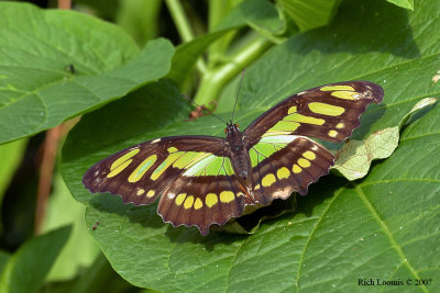 Malachite butterfly (Siproeta stelenes)