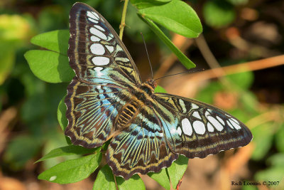 Malaysian Blue Clipper Butterfly (Parthenos sylvia)