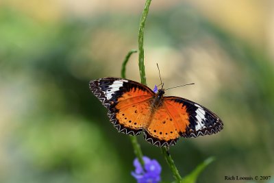 Plain Lacewing Butterfly (Cethosia penthesilea methypsea)