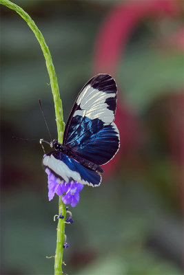 Sapho Longwing Butterfly (Heliconius sapho)