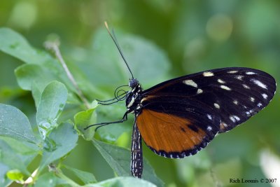 Tiger Longwing Butterfly (Heliconius hecale)