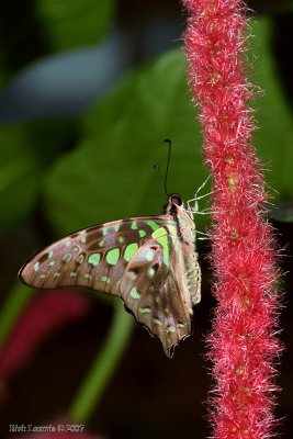 Tailed Jay Butterfly (Graphium agamemnon)