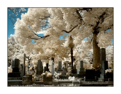 Aoyama Cemetery,Tokyo