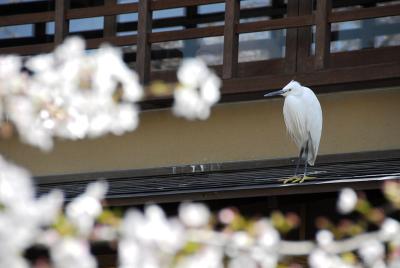 Kyoto