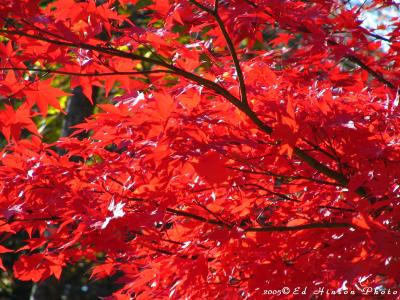 More Red