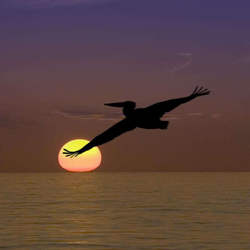 Pelican at Sunset