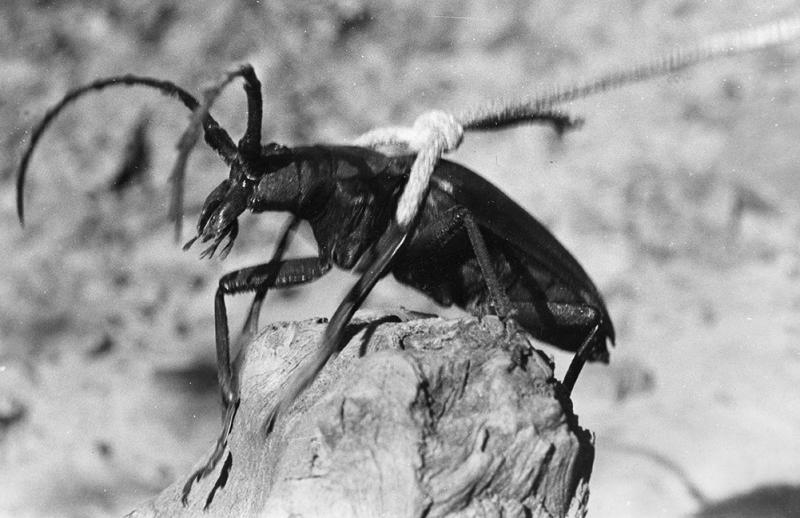 Pet Beetle (Dorysthenes walkeri)