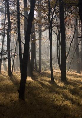 Misty Forest