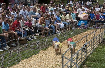 The Pig Races
