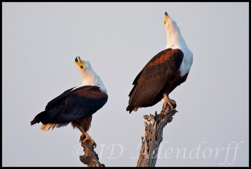 African fish eagle duet