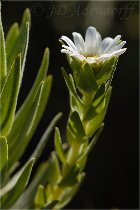Osmitopsis asteriscoides, Asteraceae