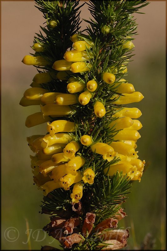 Erica patersonia, Ericaceae