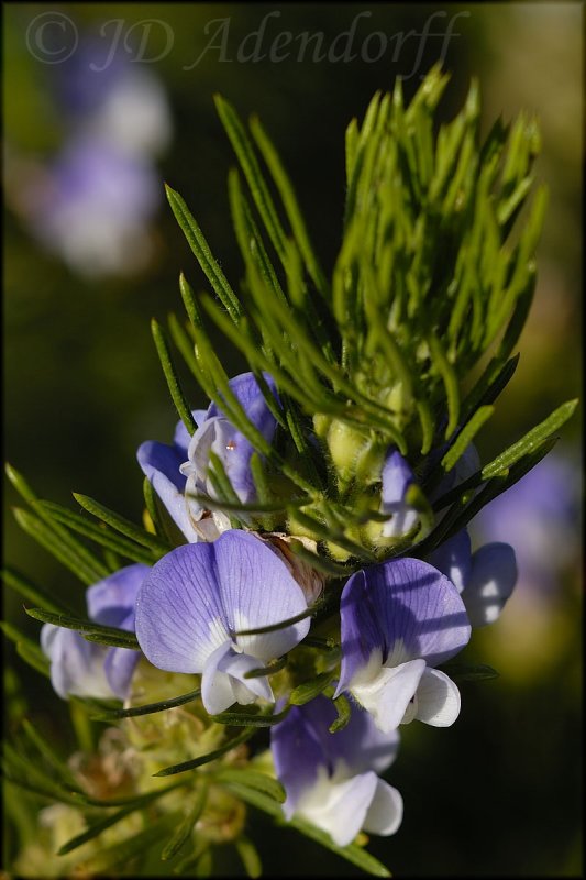 Psoralea pinnata, Fabaceae