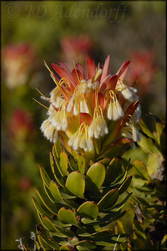 Mimetes cucullatus, Proteaceae