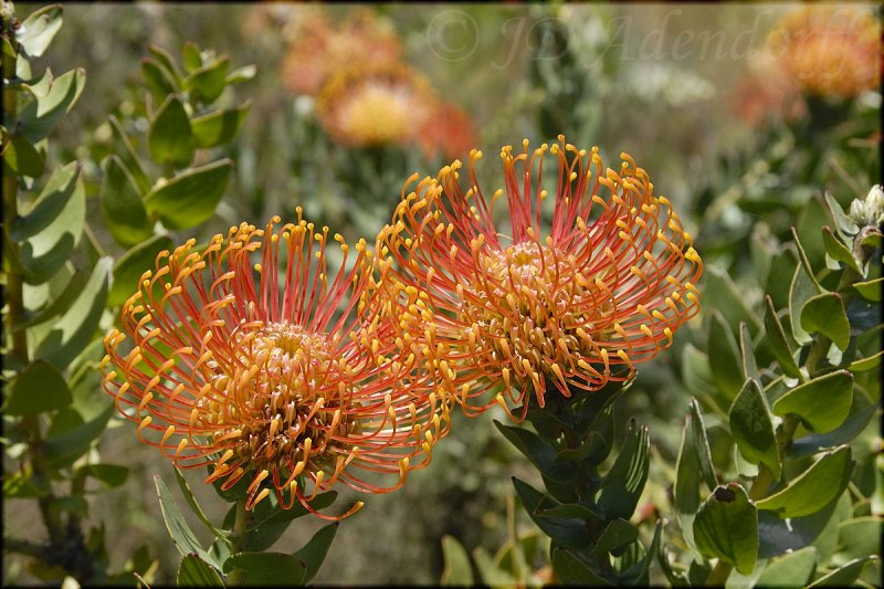 Leucospermum cordifolium, Proteaceae