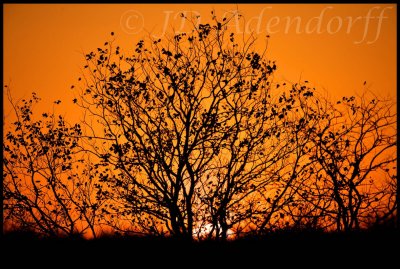 Mopane sunset