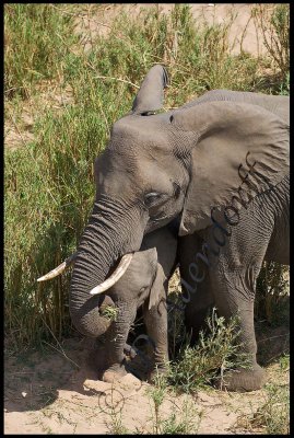 A dominant feature of mother-calf relationship in elephants is physical contact