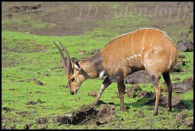 2011_KNP_192.jpg