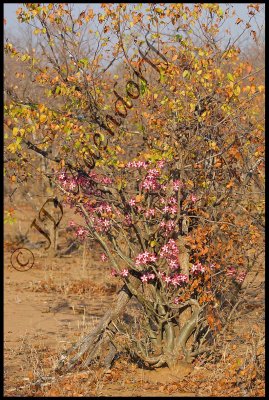 Impala lily (Adenium obesum)