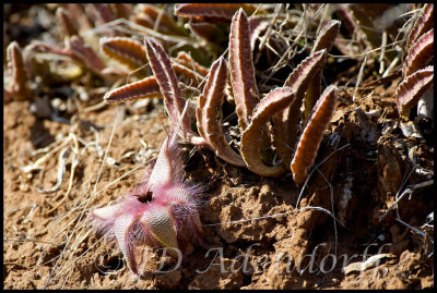 Stapeliads thrive in the semi-arid climate