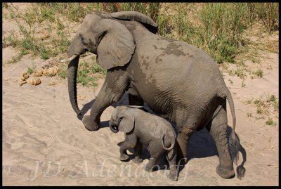 Elephant cows protect their calves by shielding them from view.