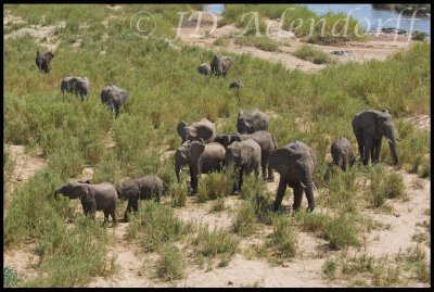 Procession of giants