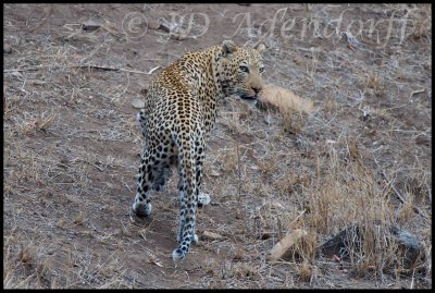 Leopard!