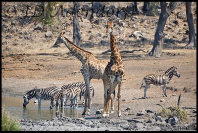2011_KNP_265.jpg