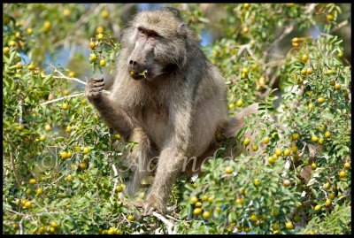 Chacma baboon eating nyala tree fruit