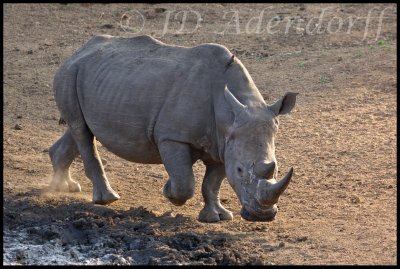 Wide-lipped rhino