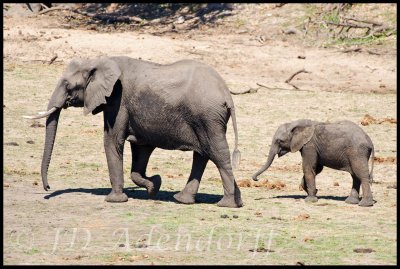 Mother and calf