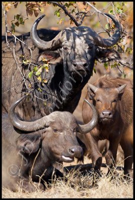 Buffalo family portrait