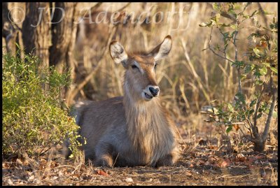 2011_KNP_213.jpg