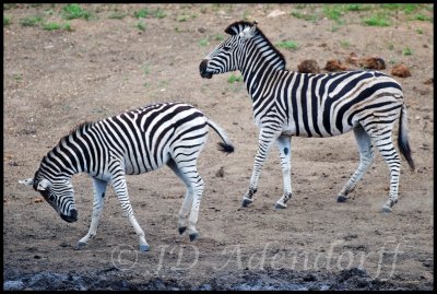 Burchell's zebra