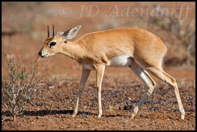 Steenbok scent-marking a shrub