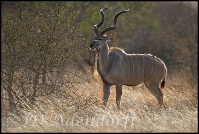 Kudu bull