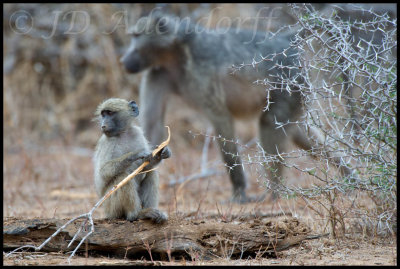 Chacma baboons