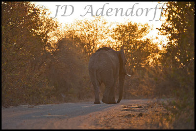 2011_KNP_215.jpg