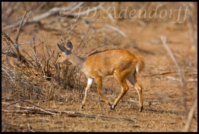 2011_KNP_44.jpg