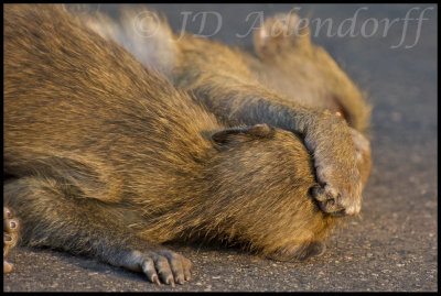 Chacma baboons