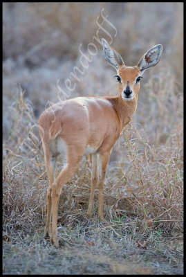 Steenbok are most active at dusk