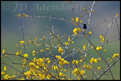 White-bellied sunbird